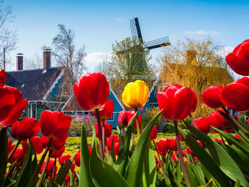 Rozkvitnuté Holandsko