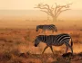Safari v Keni