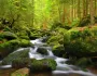 Šumava a Bavorský les