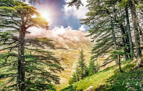 Libanon - krajina cédrových stromov