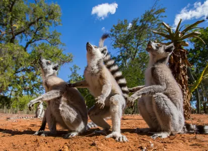 Unikátne potulky západným Madagaskarom