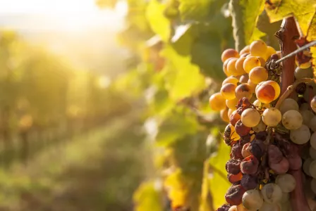 Tokaj a okolie