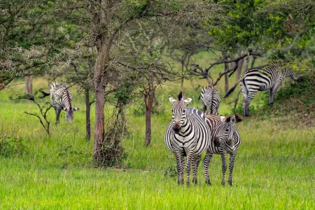 Uganda, Rwanda - gorily, šimpanzy a nosorožce