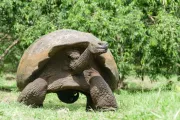 Ekvádor a Galapágy - Cesta do stredu Zeme