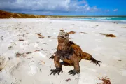 Pestrý Ekvádor a jedinečné Galapágy