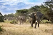 Veľké africké dobrodružstvo: JAR, Lesotho a Eswatini