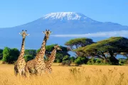 Safari v Keni