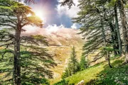 Libanon - krajina cédrových stromov